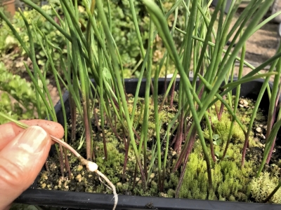 Bulblets nursed in a container