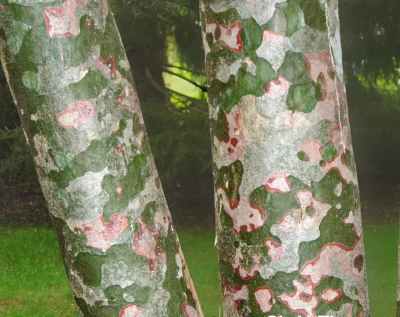 Lacebark pine