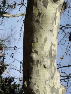 Sycamore bark