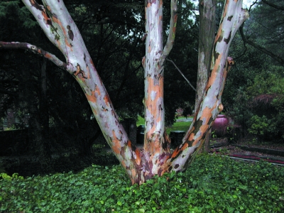 Japanese stewartia