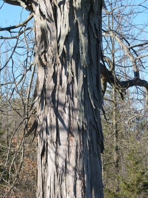 Shagbark hickory