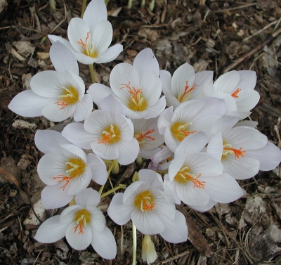 White crocuses in bloom