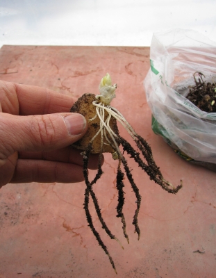 Sprouting roots