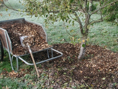 Mulching pear tree