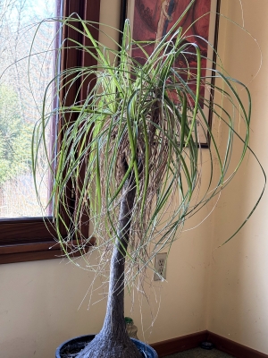 Ponytail palm