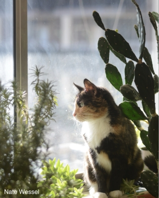 Cat at window