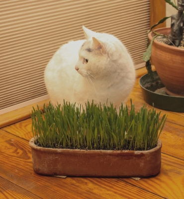 Cat and grass