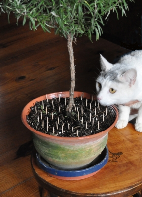 Toothpicks in plant pot