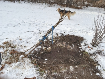 Stems tied and ready for lowering into trench