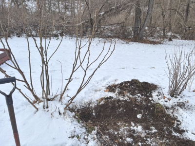 Unpruned fig and waiting trench