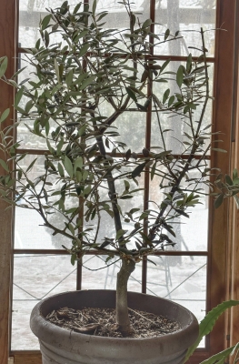 Potted olive tree in front of snowy window