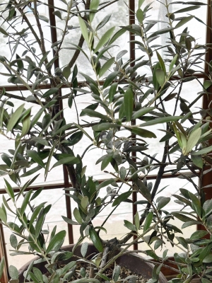 Olive leaves