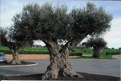 Old olive tree