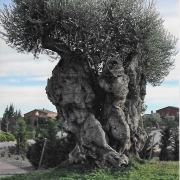 Old olive tree in Spain