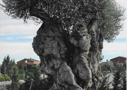 Old olive tree in Spain