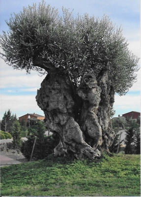 Old olive tree in Spain