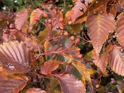 Korean mountainash in autumn