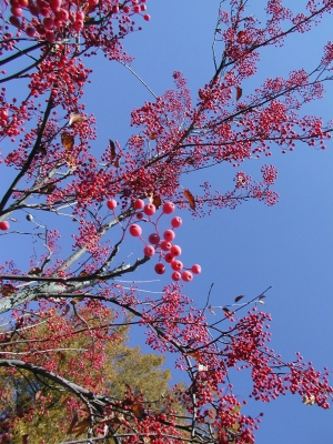 Korean mountainash fruit