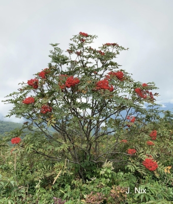 American mountain ash