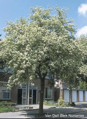 Common whitebeam