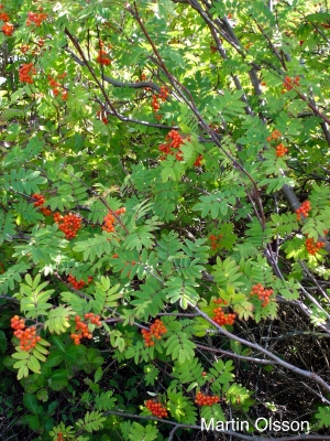 European mountainash leaves and fruit