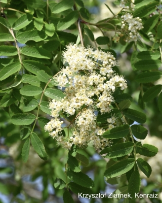 European mountain ash, flowers