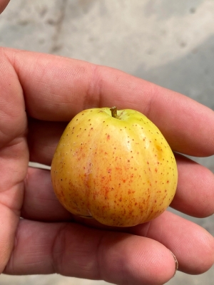 Sorbus domestica fruit