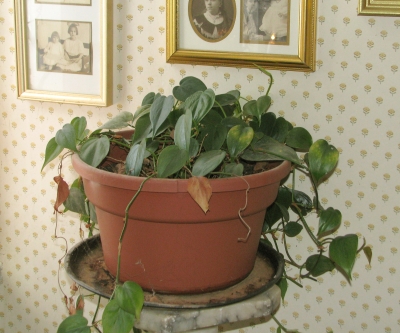 Philodendron