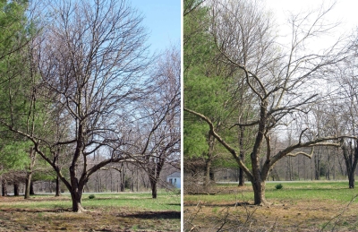 Before and after year one of renovation