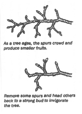 Spur thinning