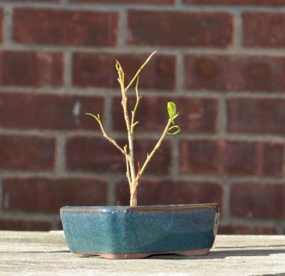 My bonsai, in the beginning