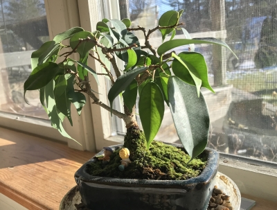 My weeping fig