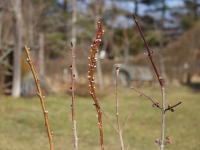 Buds in winter