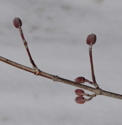 Flower buds of cornelian cherry, a dogwood relative