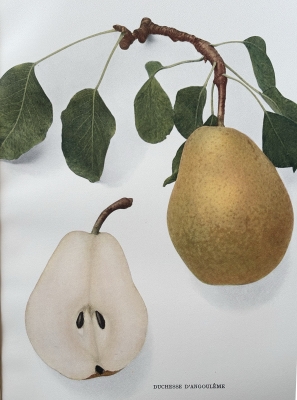 Duchesse d'Angoulême pear, from THE PEARS OF NY, 1921, U.P. Hedrick