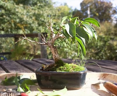 Leaf pruning, in process