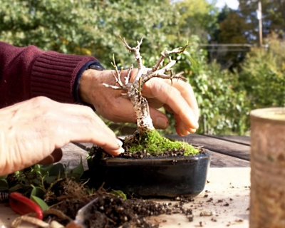 Firming soil around my bonsai