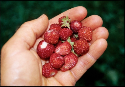 Musk strawberry fruit