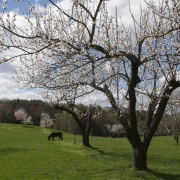 Apricot orchard n bloom