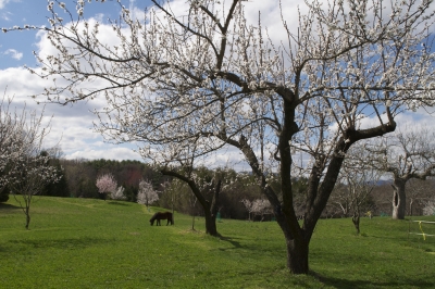 Apricot orchard n bloom