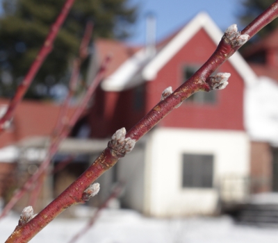 Peach buds