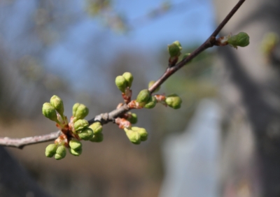 Plum buds about to pop