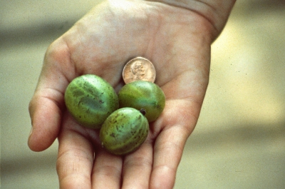 Gooseberry variety Jumbo