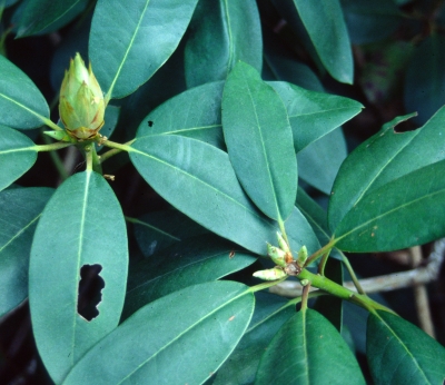 Rhododendron flower bud and shoot buds