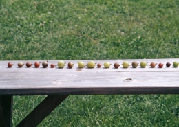 My gooseberry varieties