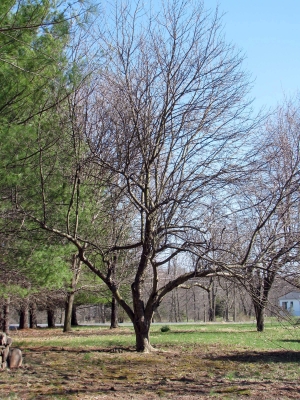 Neglected old apple tree