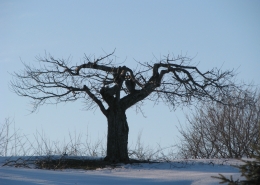 Well pruned, old apple tree