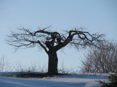 Well pruned, old apple tree