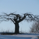 Well pruned, old apple tree