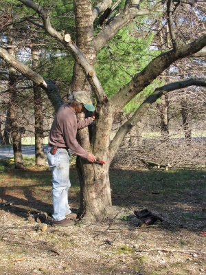 Cleaning up bark